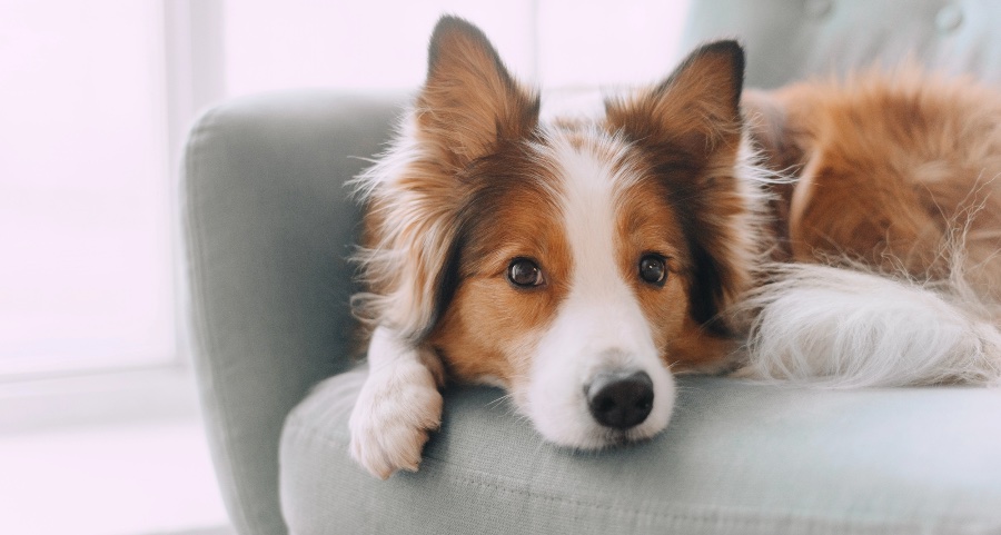 Border Collie relaxing on a couch